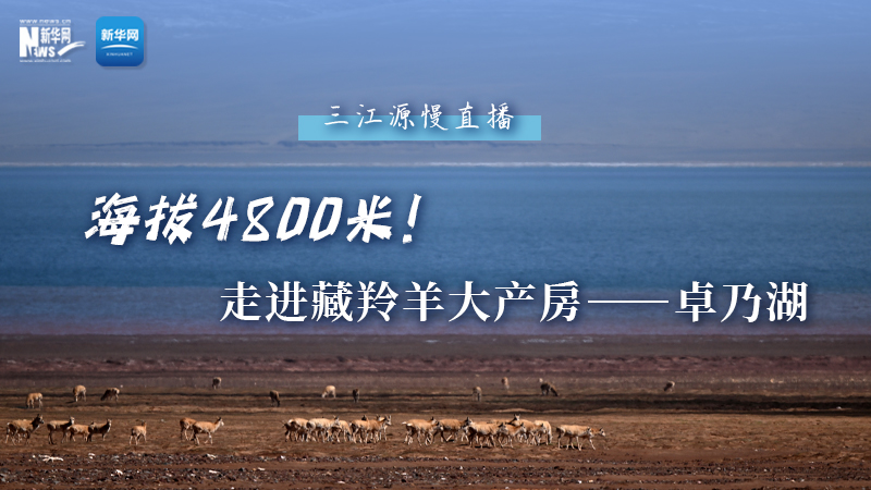 大美中國(guó)｜海拔4800米！走進(jìn)藏羚羊大產(chǎn)房——卓乃湖