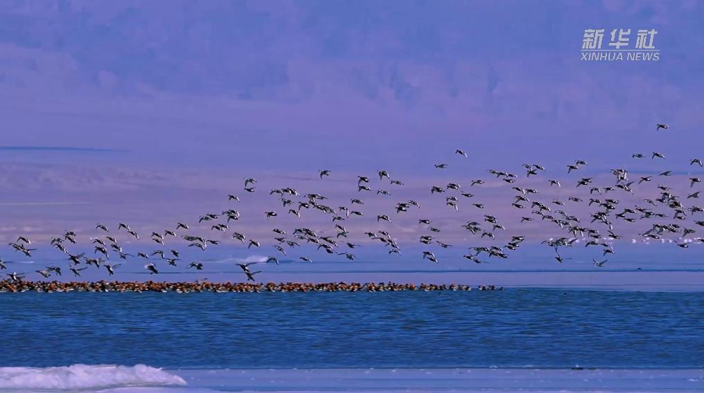 秀我中國(guó)｜青?？婶斂撕叭绠?huà)