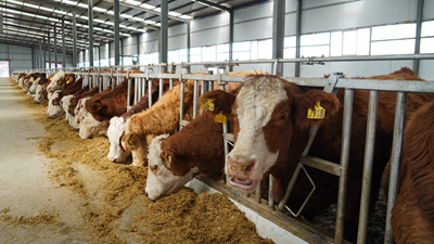 撂荒地變身大牧場&mdash;&mdash;一座高原村落的美麗蝶變