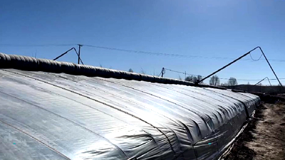 新鮮！青藏高原長出&ldquo;熱帶水果&rdquo;