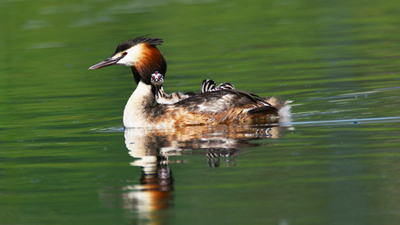 超有愛！看西寧北川河濕地公園鳳頭??花樣&ldquo;遛娃&rdquo;