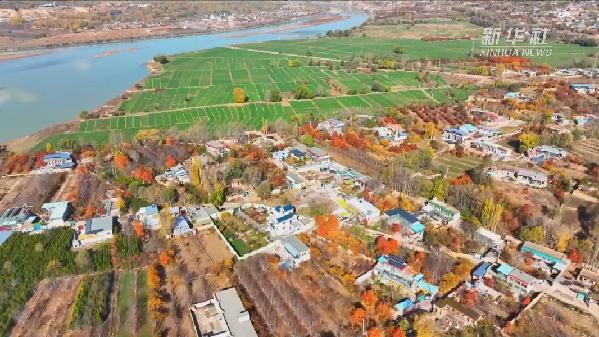 青?；。喝f畝冬小麥染綠黃河畔