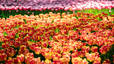 顏值爆表！青海西寧開啟&ldquo;花城&rdquo;模式